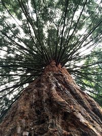 Low angle view of trees