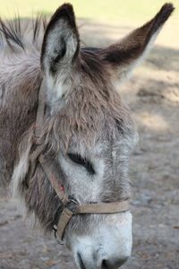 Close-up of a horse on field