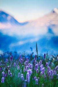 Close-up of purple flowering plants on field against sky