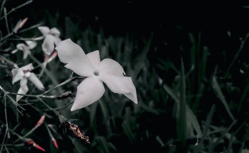 Close-up of white flower on field