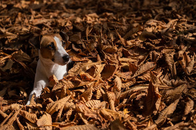 Close-up of dog