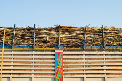 Low angle view of sugar canes on truck against sky