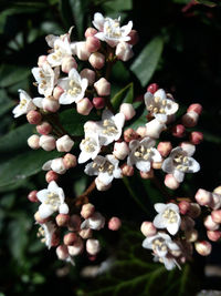 Close-up of white flowering plant