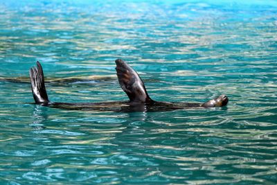 Ducks swimming in sea