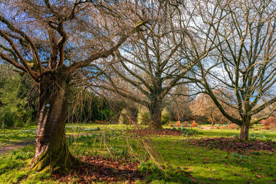 Trees growing in field