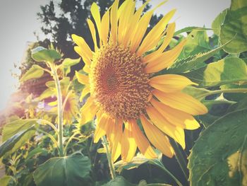 Close-up of sunflower