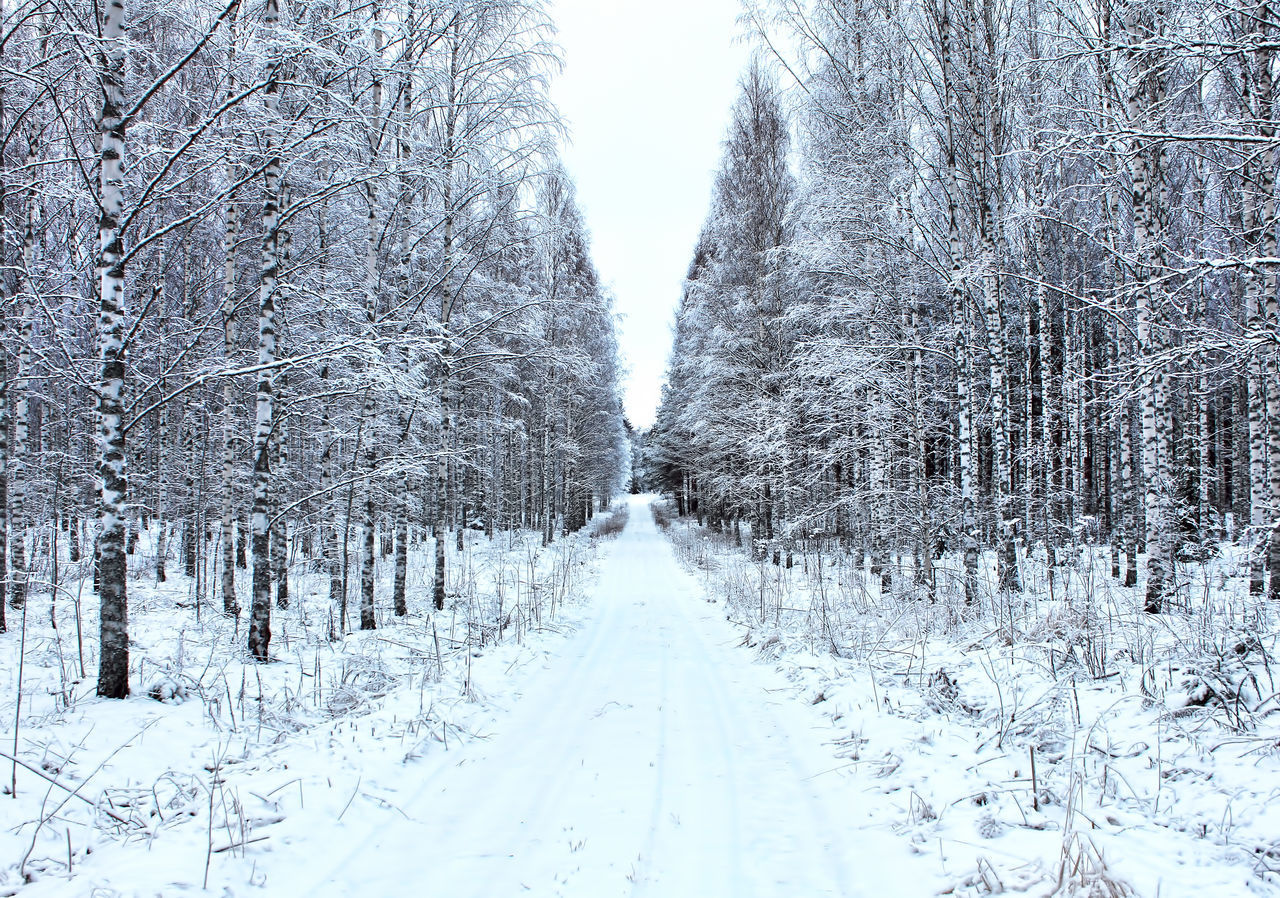 SNOW COVERED LAND AND TREES