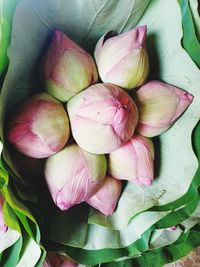 High angle view of pink flowers