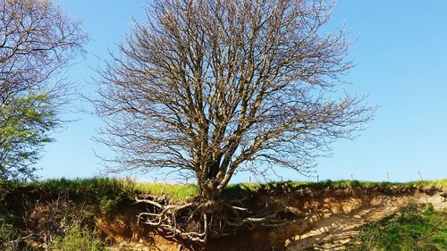 Bare trees on grassy field against clear sky