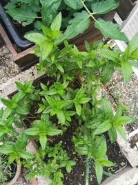 High angle view of potted plant in yard