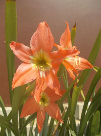 Close-up of orange flowering plant