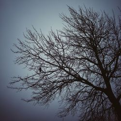 Low angle view of tree against clear sky