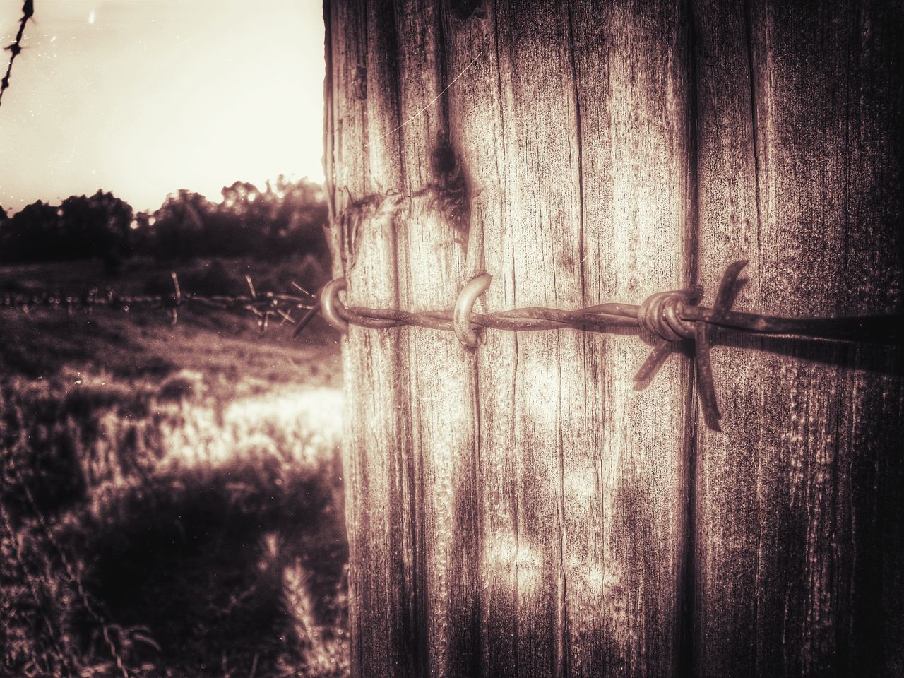 close-up, window, fence, wood - material, protection, safety, tree, focus on foreground, metal, glass - material, water, no people, outdoors, day, transparent, reflection, security, nature, textured, closed