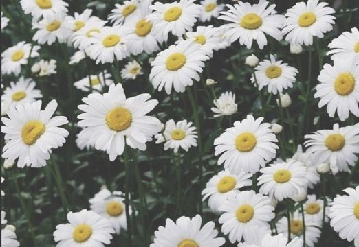 flower, freshness, fragility, petal, white color, growth, daisy, flower head, beauty in nature, blooming, nature, plant, field, focus on foreground, pollen, close-up, high angle view, yellow, day, outdoors