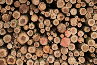 Full frame shot of logs in forest