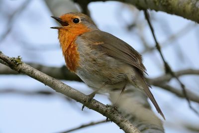 Robin perching on tree