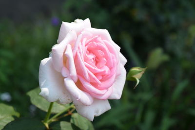 Close-up of pink rose