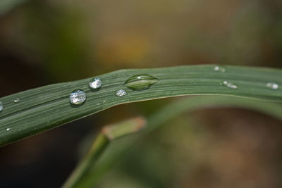 Close-up of raindrops on leaf