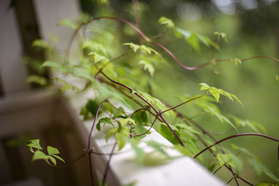 Plants growing on window