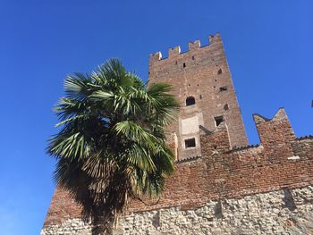 Low angle view of palm tree against building