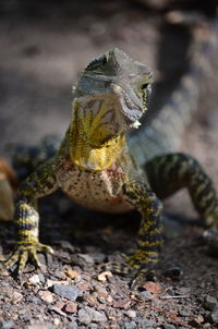 Close-up of lizard on rock