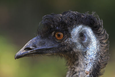 Australian emu close-up