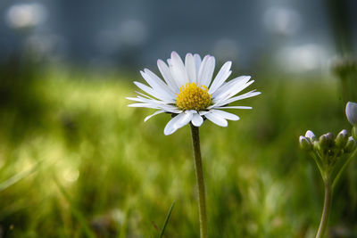 Close-up of white daisy flower on field