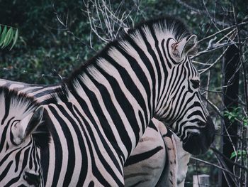 Close-up of a zebra