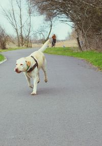 Dog on road