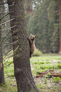 Squirrel on tree trunk