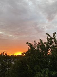 Low angle view of trees against sky during sunset