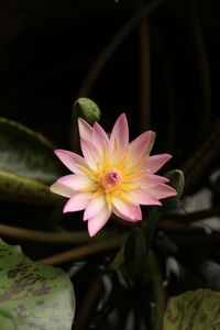 Close-up of pink water lily