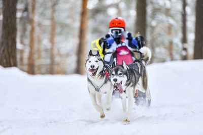 Dog in snow on land