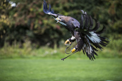 Close-up of eagle flying