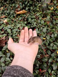 Low section of person holding leaves