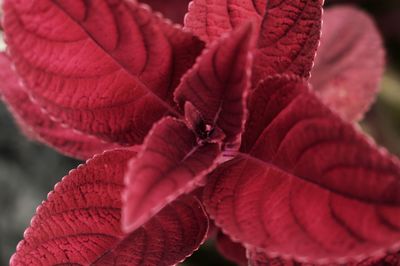 Close-up of red rose on leaves