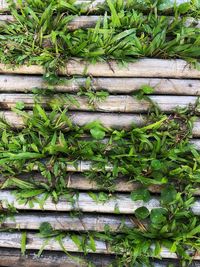 High angle view of plants growing on land