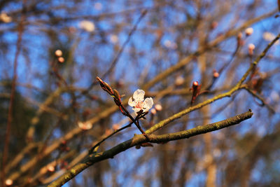 Close-up of cherry blossoms on branch