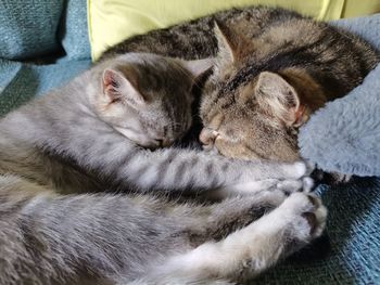 Close-up of cat sleeping