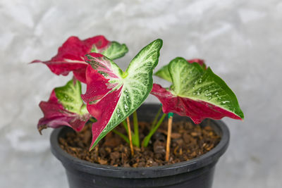 Close-up of potted plant