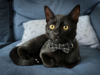 Close-up portrait of a black cat wearing a bow tie