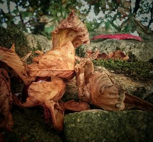 Close-up of tree trunk against plants