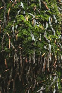 Close-up of moss growing on tree trunk