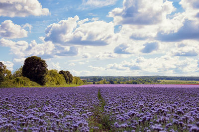 Scenic view of purple flowerbed against cloudy sky