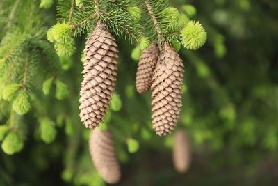 Close-up of leaves on branch