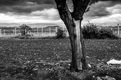 Trees on field against sky