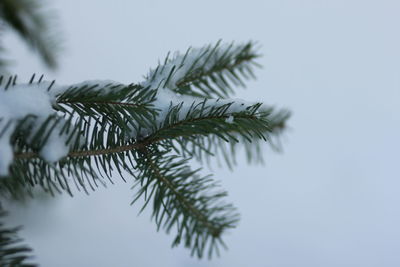 Close-up of pine tree against sky