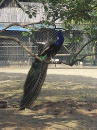 Peacock in zoo