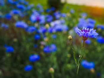 Close-up of purple flowering plants