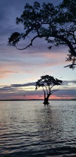 Silhouette tree by sea against sky during sunset